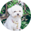 Maltese Puppy For Sale - Seaside Pups